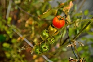 Growing Great Tomatoes