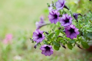 How to Get Petunias to Last Throughout Summer