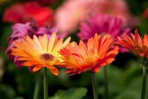 Gerbera Daisy: How to Grow Indoors
